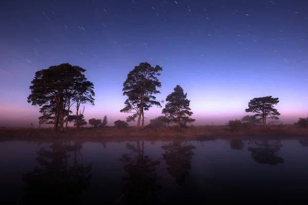Night Shot Dwingelderveld Peat Pool Scots Pines Starry Sky Netherland — Photo