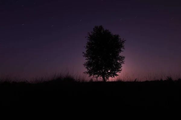 Night Photo Starry Sky Birch Dwingelderveld Netherland — ストック写真