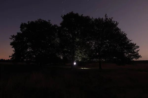 Night Photo Oaks Dwingelderveld Netherland — Zdjęcie stockowe