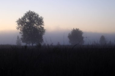 Birches in the fog in Dwingelderveld, the Netherland