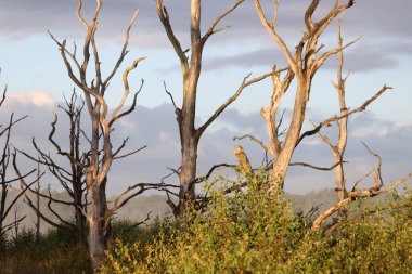Dead trees in morning light in Dwingelderveld, Netherland