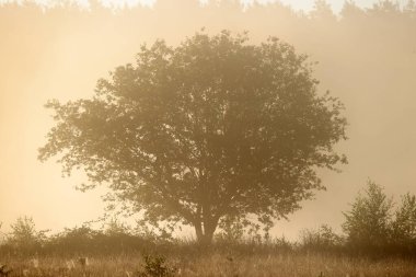 Sunrise with oak in Dwingelderveld, Netherland