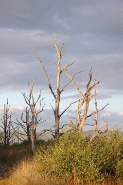 Dead trees in morning light in Dwingelderveld, Netherland
