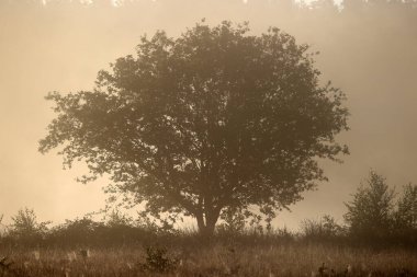 Sunrise with oak in Dwingelderveld, Netherland