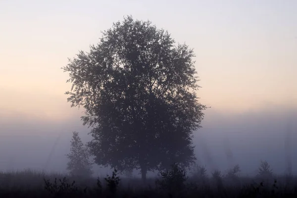 Birch Morning Mist Dwingelderveld Netherland — Stock Photo, Image