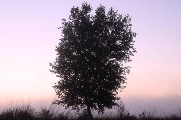 Birch Morning Mist Dwingelderveld Netherland — Stock Photo, Image
