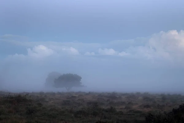 Heathland Landscape Morning Mist Dwingelderveld Netherland — Zdjęcie stockowe