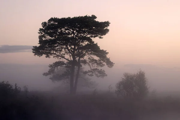 Scots Pine Morning Mist Dwingelderveld Netherland — Stock Photo, Image