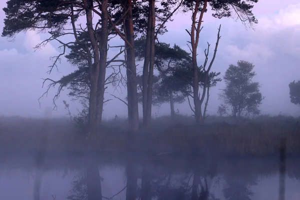Peat Pool Scots Pine Morning Mist Dwingelderveld Netherland — Stock Photo, Image
