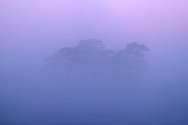 Scots Pine Morning Mist Dwingelderveld Netherland — Stockfoto