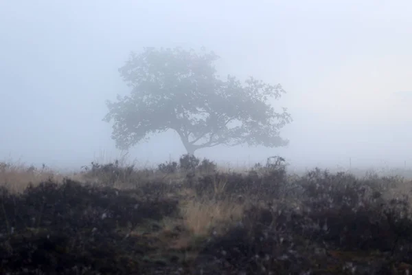 Scots Pine Morning Mist Dwingelderveld Netherland — Zdjęcie stockowe