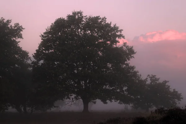 Oak Morning Mist Dwingelderveld Netherland — Stock Photo, Image