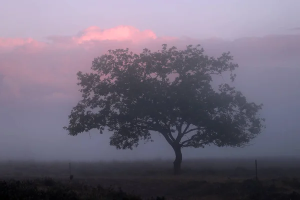 Oak Morning Mist Dwingelderveld Netherland — Stock Photo, Image