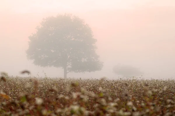 Buckwheat Field Oak Morning Mist Dwingelderveld Netherland — Stock Photo, Image