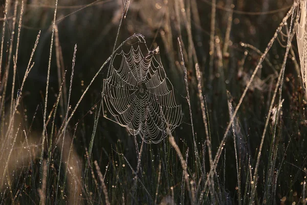 Spider Web Morning Light Dwingelderveld Netherland — Fotografia de Stock