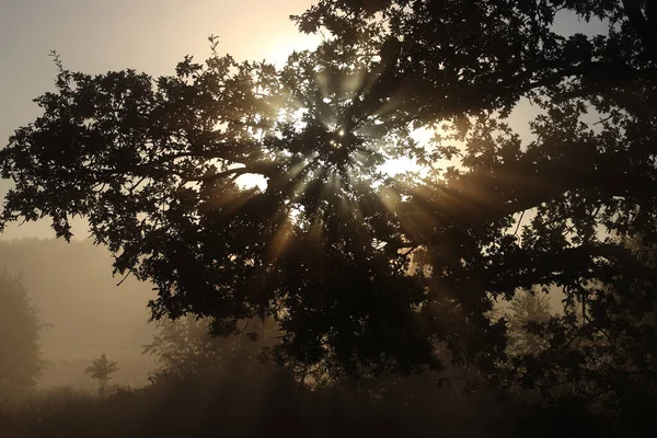 Ανατολή Ηλίου Μεταξύ Των Δέντρων Στο Dwingelderveld Ολλανδία — Φωτογραφία Αρχείου