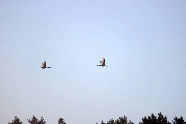 Flying Spoonbills Dwingelderveld Netherland — Zdjęcie stockowe