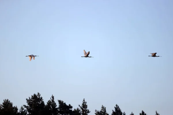 Flying Spoonbills Dwingelderveld Netherland — Fotografia de Stock