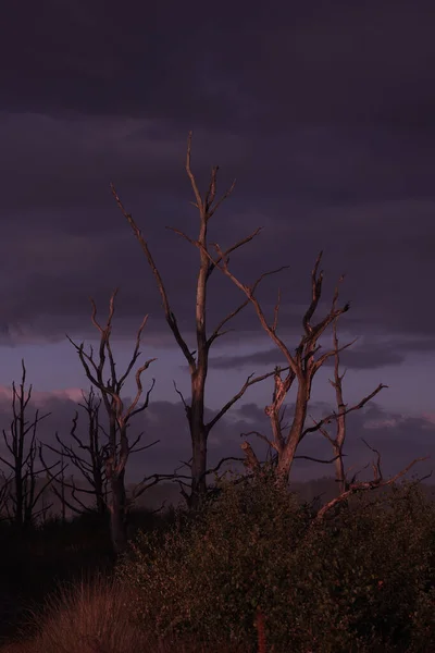 Dead Trees Morning Light Dwingelderveld Netherland — Stock Photo, Image