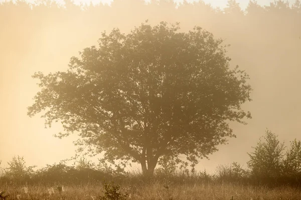Sunrise Oak Dwingelderveld Netherland — Stockfoto