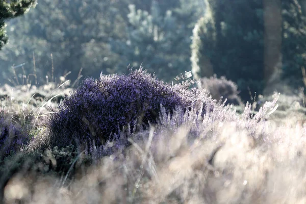Purple Heath Dwingelderveld Netherlands — стоковое фото