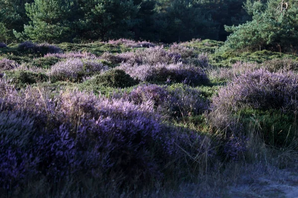 荷兰Dwingelderveld的紫色荒原 — 图库照片