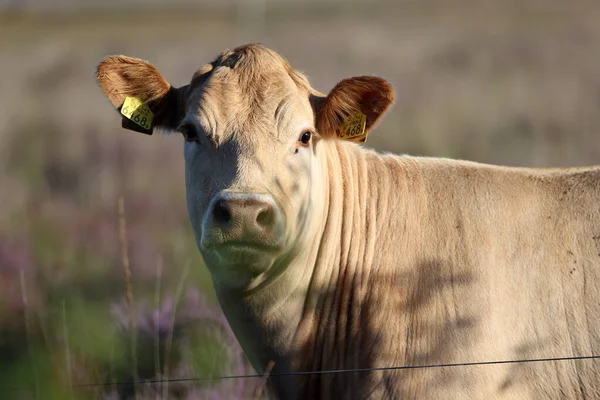 Dwingelderveld Netherlands August 2022 White Beef Field Netherland —  Fotos de Stock