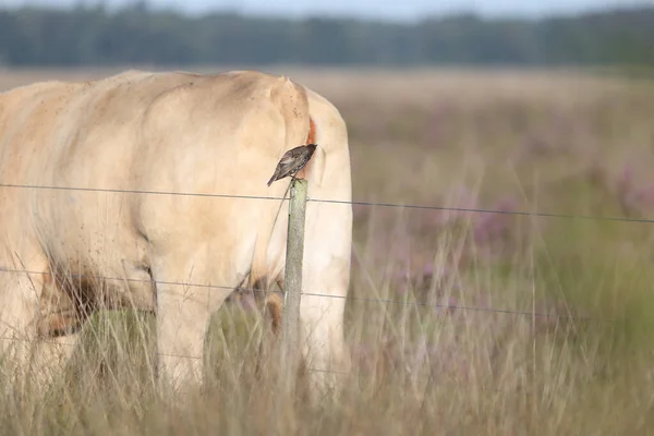 Dwingelderveld Netherlands August 2022 Speeuw Pecks Ass White Bovine Field — Fotografia de Stock