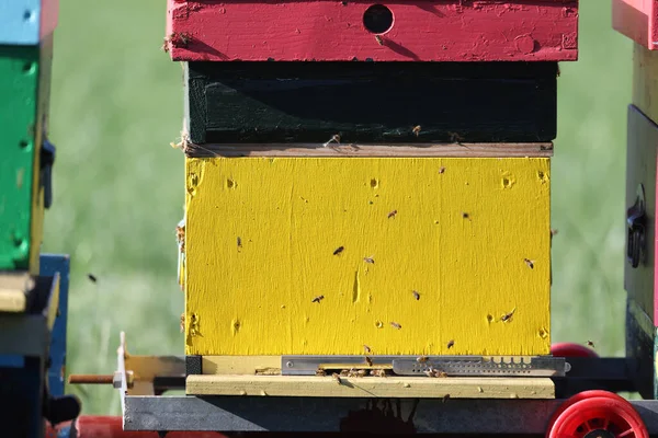 Dwingelderveld Netherlands August 2022 Colored Beehives Dwingelderveld Netherland — Zdjęcie stockowe