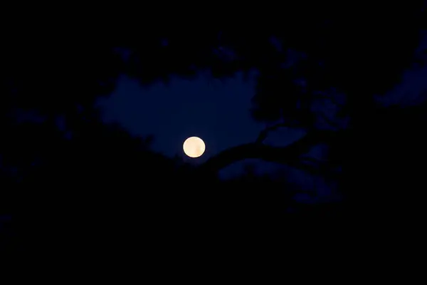 Луна Светит Между Шотландскими Соснами Двингельдервелде Нидерланды — стоковое фото