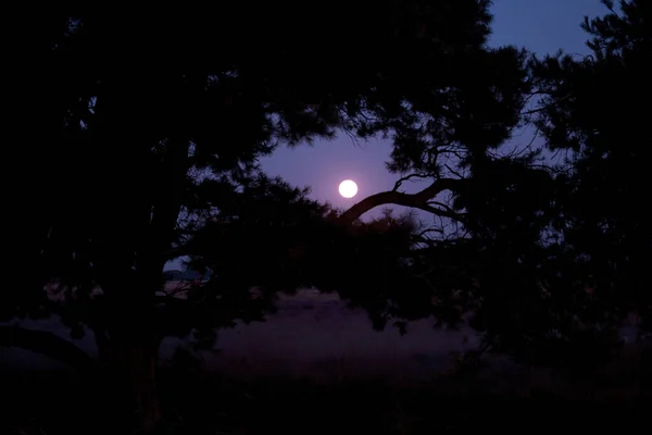 Moon Scots Pines Dwingelderveld Netherland — Stok fotoğraf