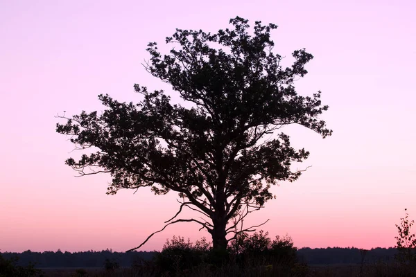 Silhouette Lonely Young Oak Tree Dwingelderveld Netherland — Stock Photo, Image