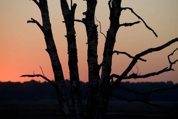 Silhouette Birch Trunks Dwingelderveld Netherland — Stock Photo, Image