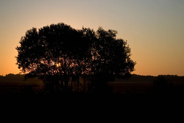 Sunrise Bushes Dwingelderveld Netherland — Fotografia de Stock