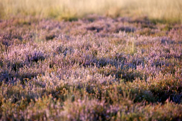 Purple Heather Morning Light Dwingelderveld Netherland — Stockfoto