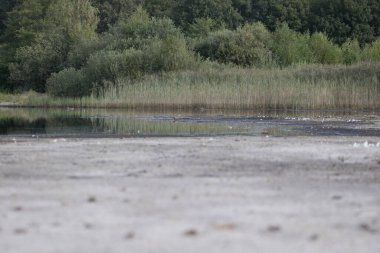 Dwingelderveld, Netherlands- August 29, 2022: partially dry peat pool in Dwingelderveld, Netherland