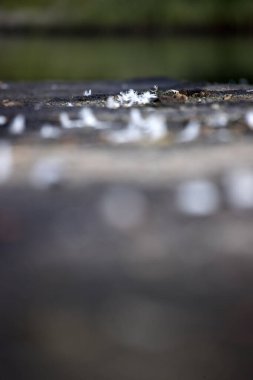 Dwingelderveld, The Netherlands- August 29, 2022: partially dried up peat pool in Dwingelderveld, The Netherland