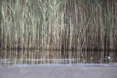 Dwingelderveld, Netherlands- August 29, 2022: reed collar in partly dried up peat pool in Dwingelderveld, Netherland