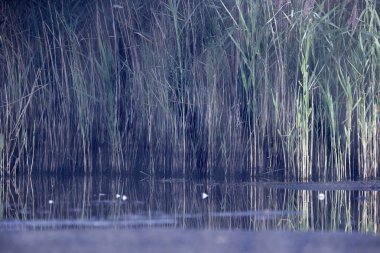 Double shot of reed collar in partly dried up peat pool in Dwingelderveld, the Netherland