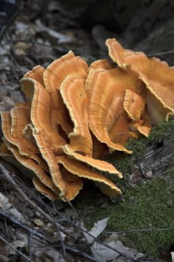 Orange tinder fungus in Dwingelderveld, the Netherland