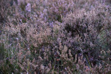 Purple heather in the Terhosterzand, the Netherland