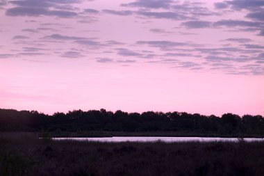 Morning pink and purple heather in the Terhosterzand, the Netherland