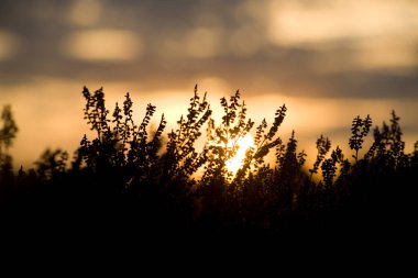 Purple heather and sunrise in the Terhosterzand, the Netherland