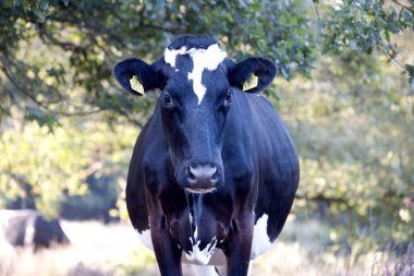 Beilen, Netherlands- September 3, 2022: Portrait of cow in the Terhosterzand, Netherland