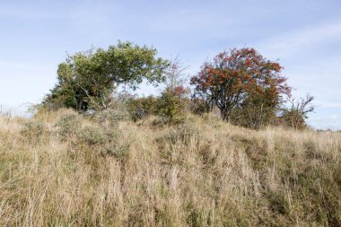 Hollanda, Schiermonnikoog 'da bitki örtüsü olan kum tepeleri