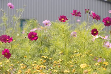 Schiermonnikoog, Hollanda - 12 Eylül 2022: Hollanda, Schiermonnikoog 'daki endüstriyel malikanede kozmeo çiçeği