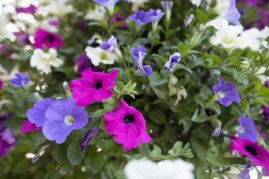 Schiermonnikoog, Hollanda 11 Eylül 2022