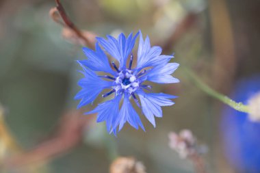 Schiermonnikoog, Hollanda 'daki Cornflower