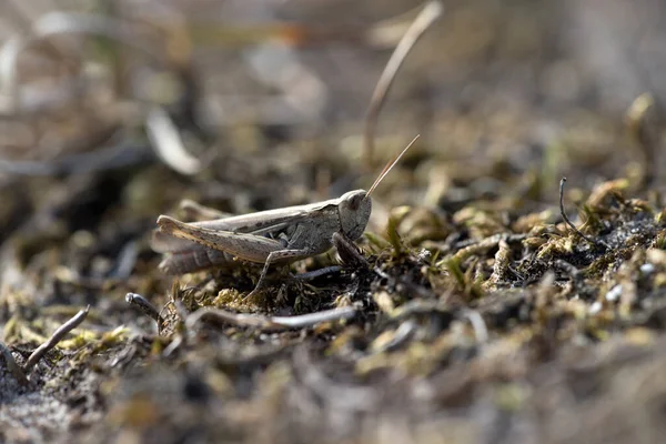 荷兰Schiermonnikoog的沙丘蚱蜢 — 图库照片