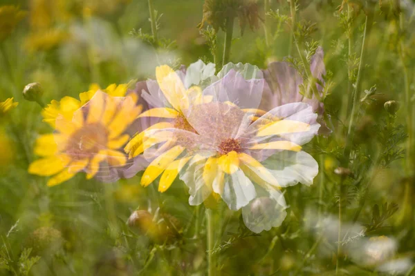 Double Shot Flowers Schiermonnikoog Netherlands — стоковое фото